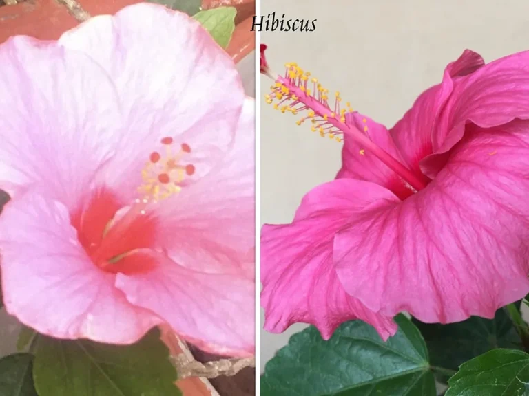 Hibiscus